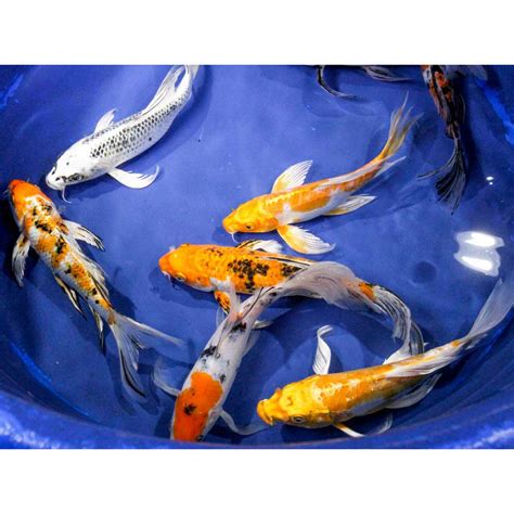 Standard Butterfly Koi 8 10 Blue Ridge Koi And Goldfish