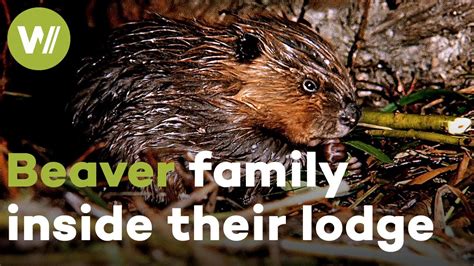 Baby Beavers Like You Ve Never Seen Them Before Rare Footage From