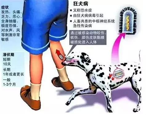 【科普】关于狂犬病你应该知道的知识 大河号 大河网