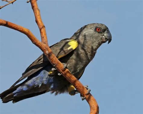 Rüppell's parrot - Facts, Diet, Habitat & Pictures on Animalia.bio