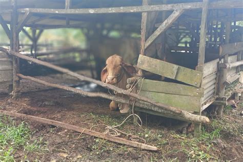 Pemkab Bangka Tengah Siapkan Sapi Untuk Kebutuhan Lebaran Antara