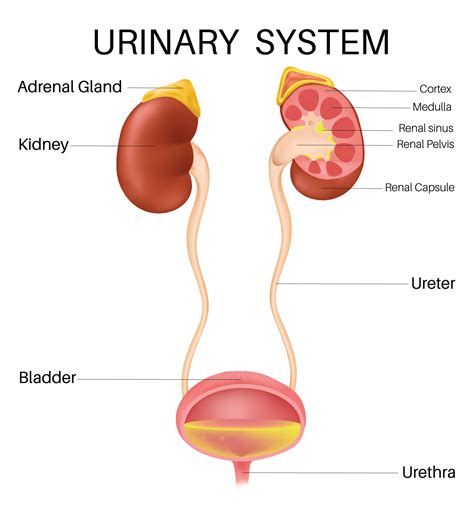 Anatomy Of The Inside Urinary System 21565388 Vector Art At Vecteezy