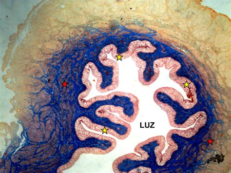 Sistema Urinário Histologia De Órgãos E Sistemas