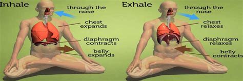 The Diaphragm: The Forgotten Core Muscle