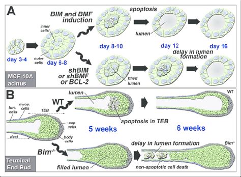 Lumen Formation Mammary Morphogenesis In Vitro And In Vivo A