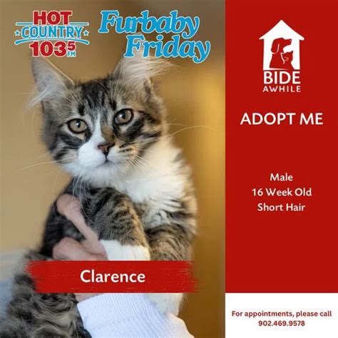 Furbaby Friday With Bide Awhile MORE KITTENS Hot Country 103 5