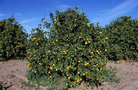 Árbol De Citrus Sinensis Con Naranjas Verdes Imagen De Archivo Imagen