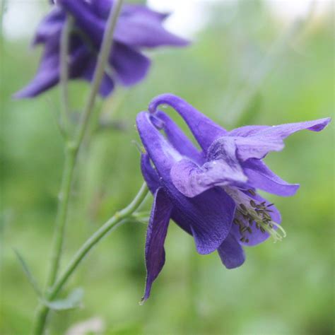 Wilde Akelei Aquilegia Vulgaris Kwekerieje