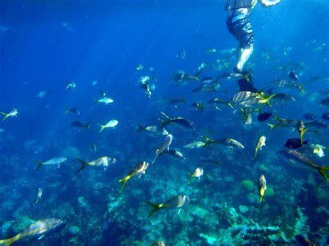 Freeport Unlimited Snorkeling Day Pass Excursion - Freeport Excursions