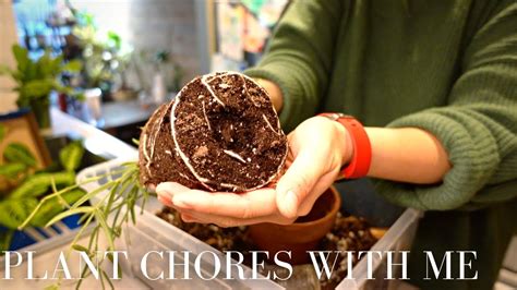 PlANT CHORES W ME Moss Poles Repot Seeds More YouTube