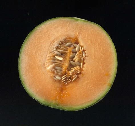 8 Cantaloupe Varieties That You Can Grow At Home