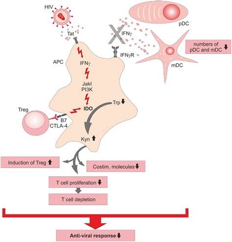 Frontiers New Insights Into Ido Biology In Bacterial And Viral Infections