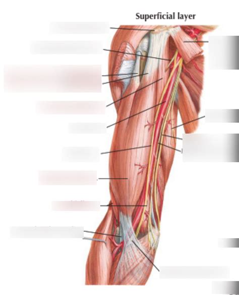 Phy 595 Anterior Compartment Of Upper Arm Superficial Muscles Diagram Quizlet