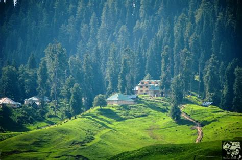 Gulmarg Meadow Of Flowers Shadows Galore