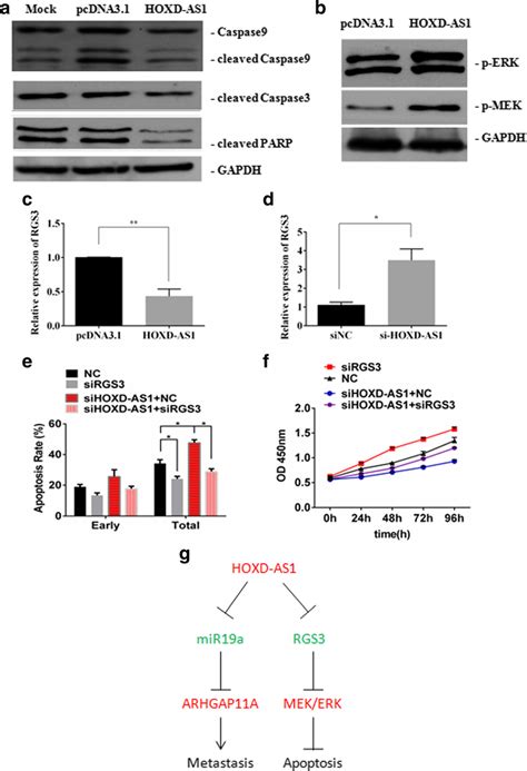 Hoxd As1 Downregulated Rgs3 Expression And Inhibited Dox Induced