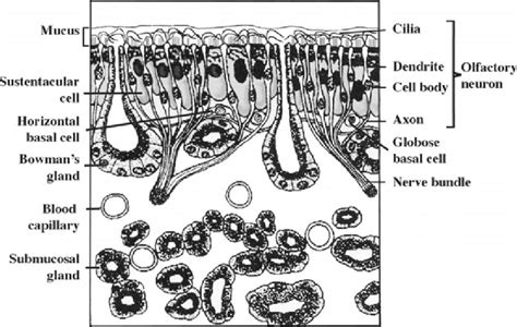 Olfactory Epithelium Diagram Labeled