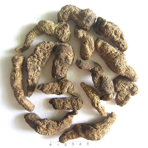 High Quality Di Huang Chinese Herbal Medicine Of Rhizoma Rehmanniae