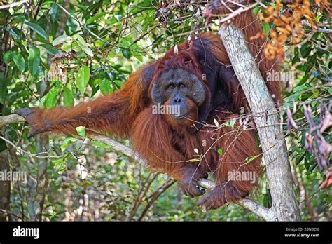 Bornean Orangutan Pongo Pygmaeus Pygmaeus Male Indonesia Borneo