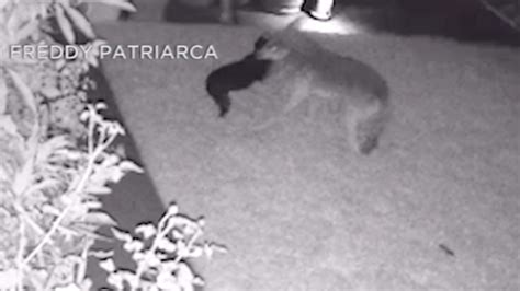 Coyote attacks 2-year-old child at park in Orange County, prompting ...