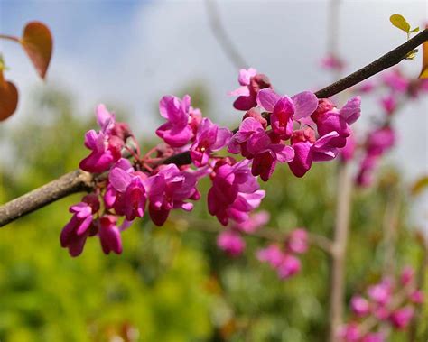 Cercis Chinensis Gardensonline