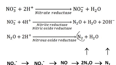 Lecture 14: Denitrification-Handout - YouTube