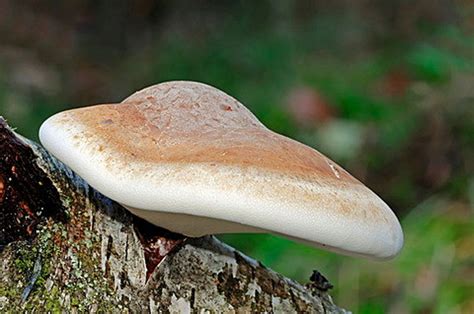 Birch Polypore Medicinal Mushroom Tincture Fomitopsis Etsy