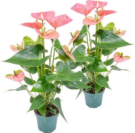 X Anthurium Aristo Roze Flamingoplant Kamerplant