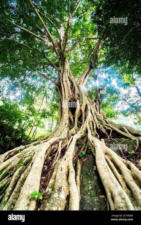 Old twisted tree roots, Munnar, Western Ghats Mountains, Kerala, India ...