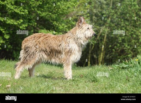 Dog Berger Picard Picardy Shepherd Adult Standard Profile Stock Photo