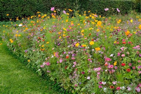 Catalogus Detail Bloemenweide Voor Vlinders En Bijen