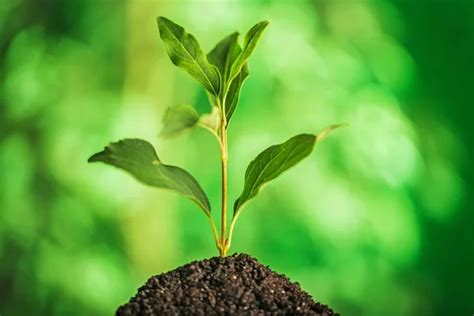 Green Plant In Soil Close Up View Stock Image Everypixel