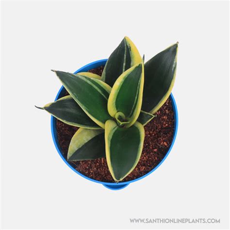 Sansevieria Jade Marginata Dwarf Pot Plant Santhi Online Plants Nursery