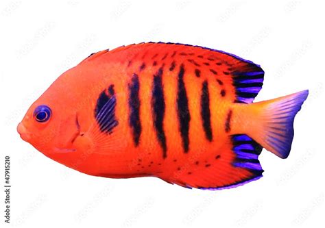 Japanese Pygmy Angelfish · Centropyge Loriculus · Reeflings Library