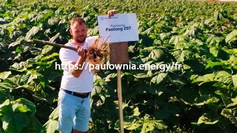 Paulownia Pao Tong Z07 en pot 600ml аchats | Paulownia Energy France