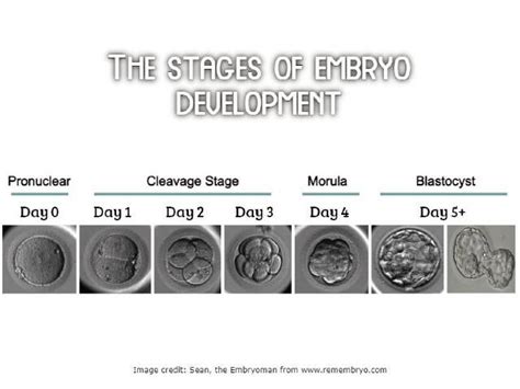 Understanding The Ivf Embryo Grading Chart Infertility Aide