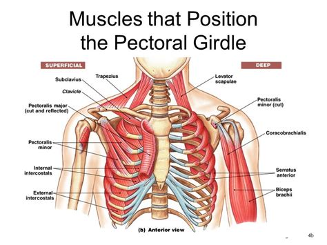 Pectoral Girdle Muscles Diagram Quizlet