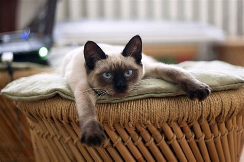 11 Indoor Cat Breeds You'll Want to Take Home I Discerning Cat