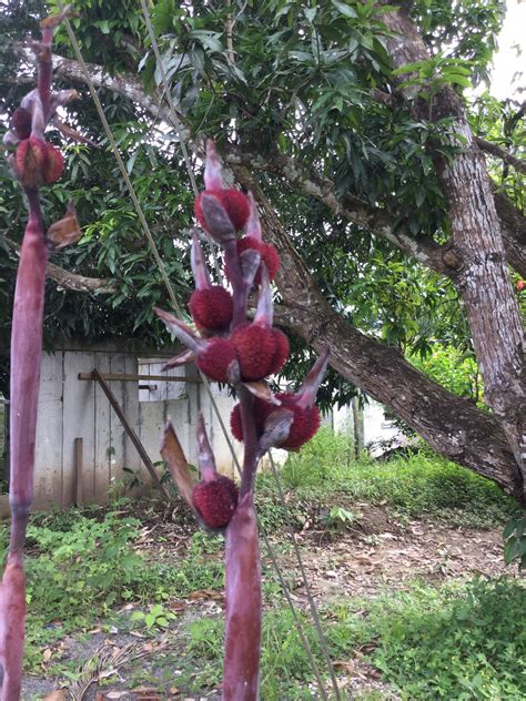 Pin By Ingrid Allister On Costa Rica Christmas Ornaments Holiday