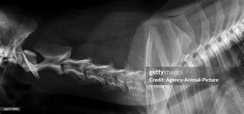 X Ray Of The Cervical Spine Of A Dog On August 29 2011 In Munich