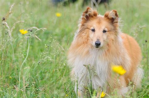 19 Long-Haired Dog Breeds - Charm Of Dogs With Long Hair