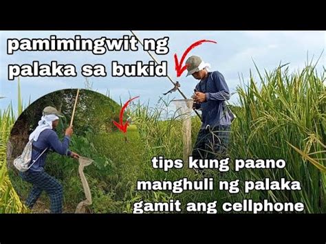 Pamimingwit Ng Palaka Sa Bukid Gamit Ang Cellphone Youtube