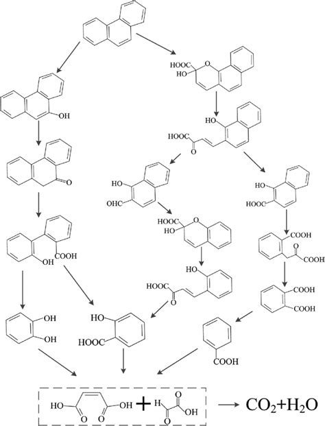 Diagram Of Degradation Pathway Of Phe Download Scientific Diagram