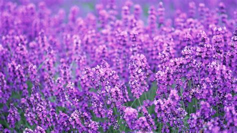 1920x1080 1920x1080 Field Flowers Lavender Summer Purple