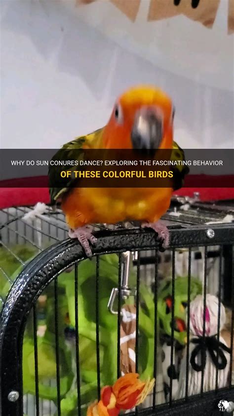 Why Do Sun Conures Dance Exploring The Fascinating Behavior Of These