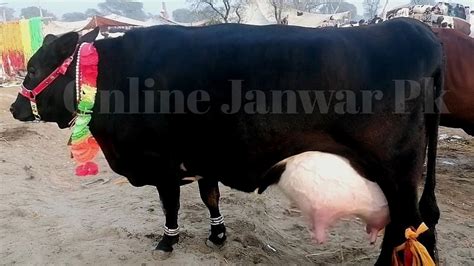 Today Malumor Mandi Jhang Update Cows Fresh Rates Update