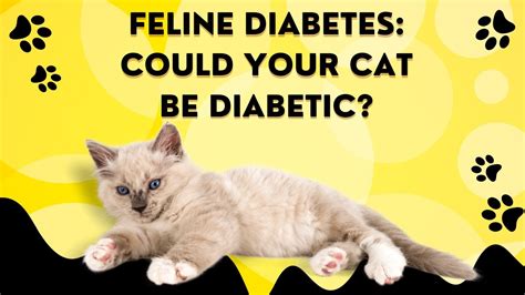 How To Cure Your Diabetic Cat Cat Diabetes Navology