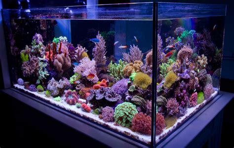 Saltwater Aquarium Setup for Beginners (Saltwater Fish Tank Guide 2019)