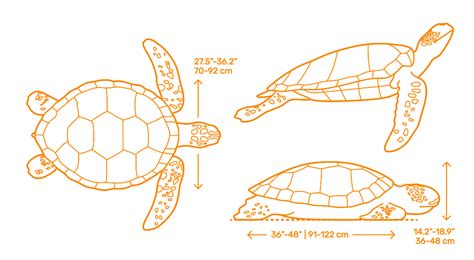 Green Sea Turtle (Chelonia mydas) Dimensions & Drawings | Dimensions.com