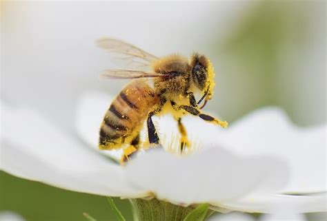 Bee Symbolism And Spiritual Meaning Messages And Omens Spirit Animal Info