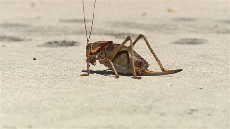 'Mormon Crickets' swarm southeast Idaho towns | KSL.com